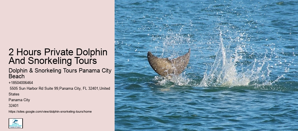 Can You Swim With Dolphins At Panama Beach