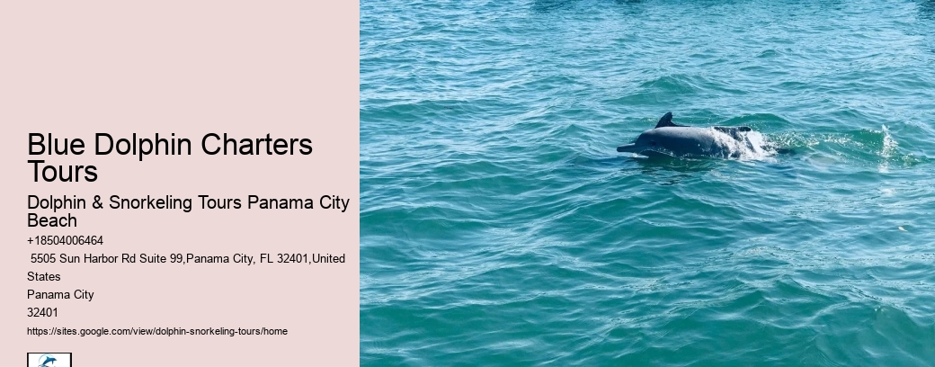 Split Charter Dolphin And Snorkeling Tours 2 Hours