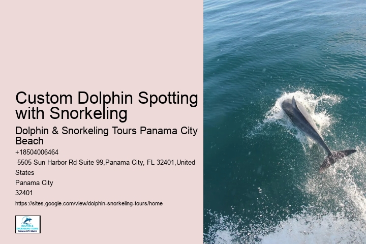Dolphin and Snorkeling Tours Dolphin Tours Review