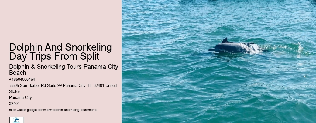 Dolphin And Snorkeling Day Trips From Split