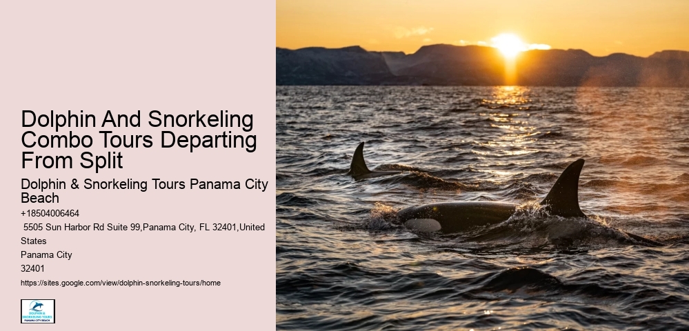 Split Customizable Dolphin And Snorkeling Packages