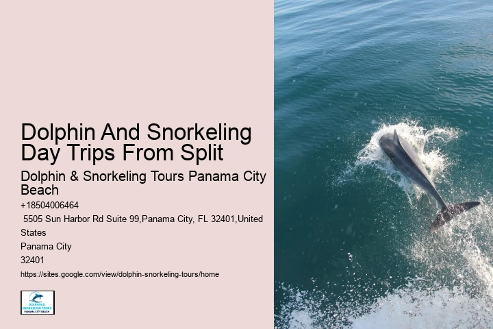 Snorkeling Excursions With Dolphin Sightings In Split