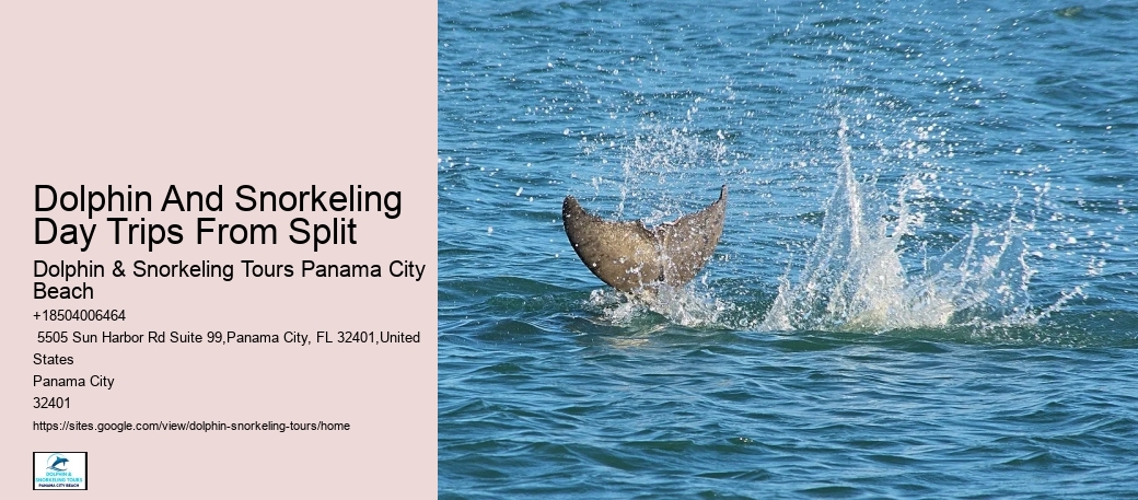 Split Eco-tours Featuring Dolphin Encounters And Snorkeling