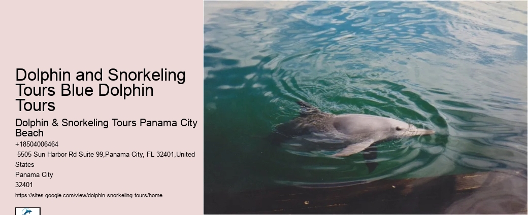 Premium Dolphin Watching with Snorkeling