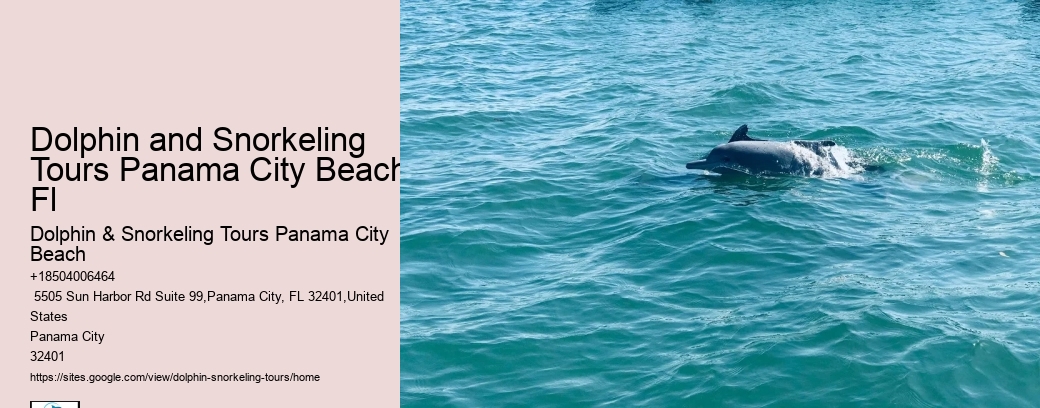 Intimate Dolphin Exploration and Snorkeling
