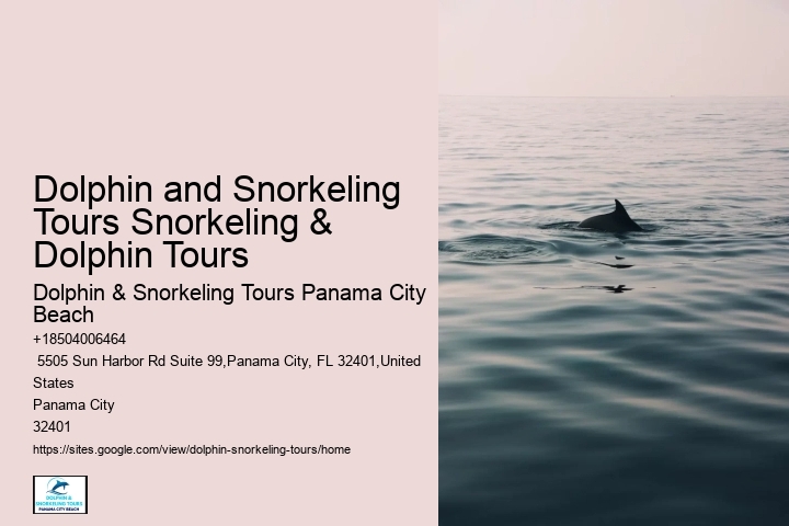 Can You Wear Sunscreen When Swimming With Dolphins