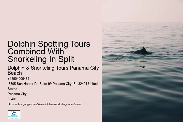 Charter Dolphin Snorkeling