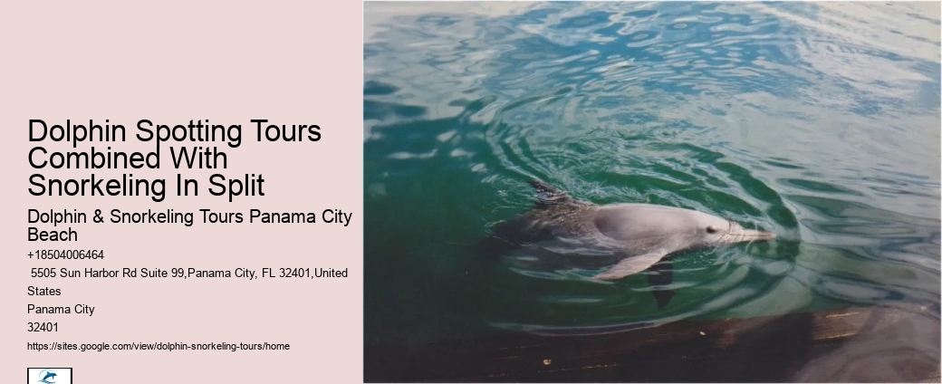 VIP Dolphin Safari with Snorkeling