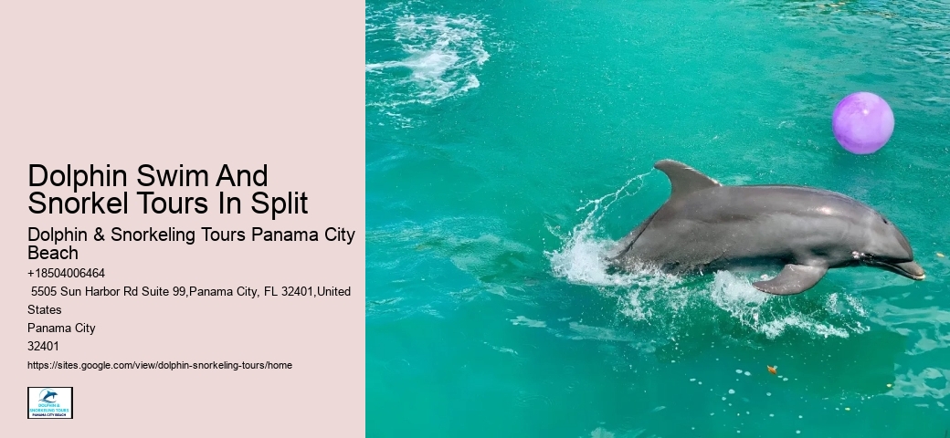 What Is The Difference Between Dolphin Encounter And Dolphin Swim