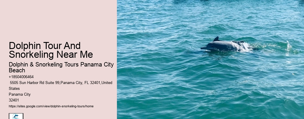 Bespoke Dolphin Watching and Snorkeling Trips