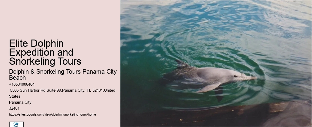 How Long Is The Dolphin Swim Experience And What Is The Age