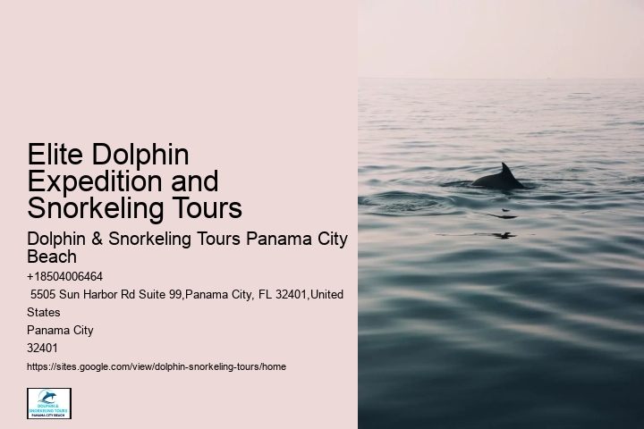 The Magic Of Dolphin Watching: Best Times And Locations