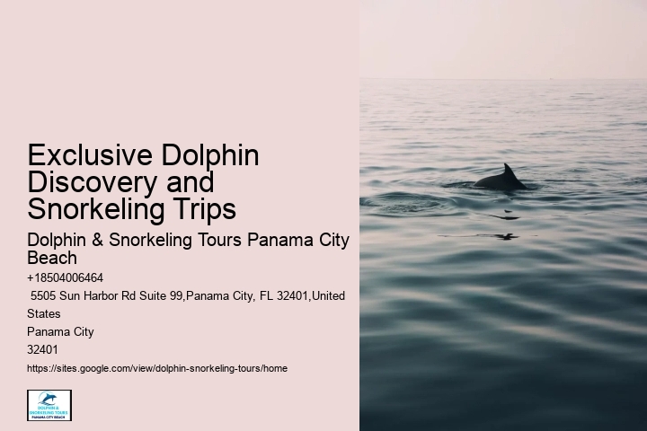Is It Safe For Humans To Swim With Dolphins