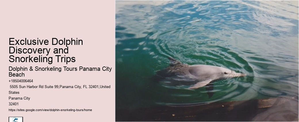 What Time Of Day Is Best For Dolphin Cruise