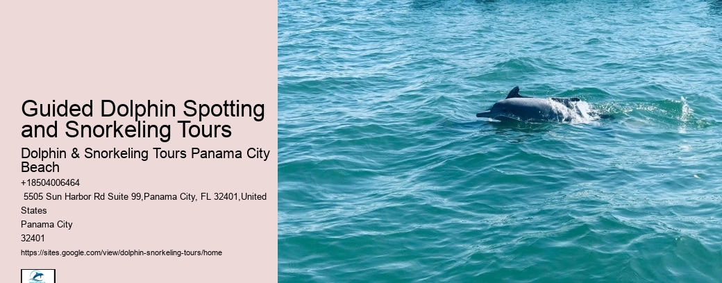 Guided Dolphin Spotting and Snorkeling Tours