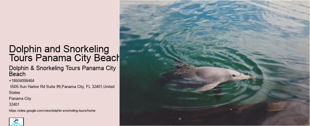 Exclusive Dolphin Discovery and Snorkeling Trips