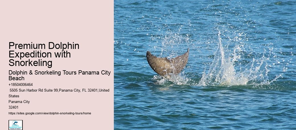 PCB Dolphin Exploration Trips