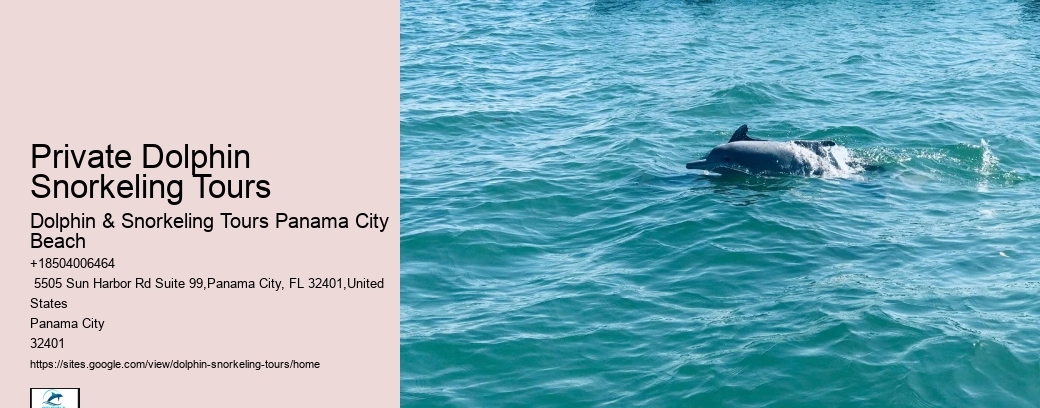 Private Dolphin Snorkeling Tours