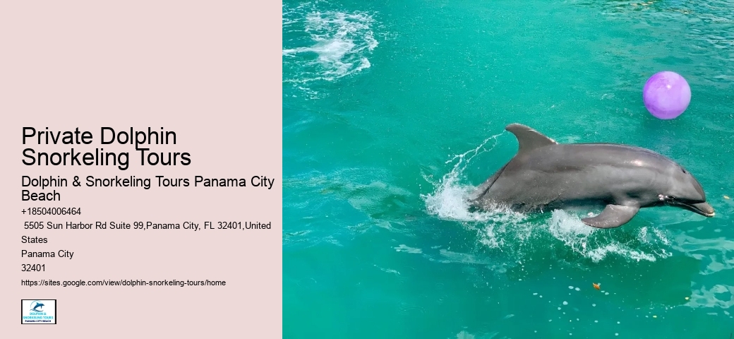 Split Educational Dolphin And Snorkeling Tours