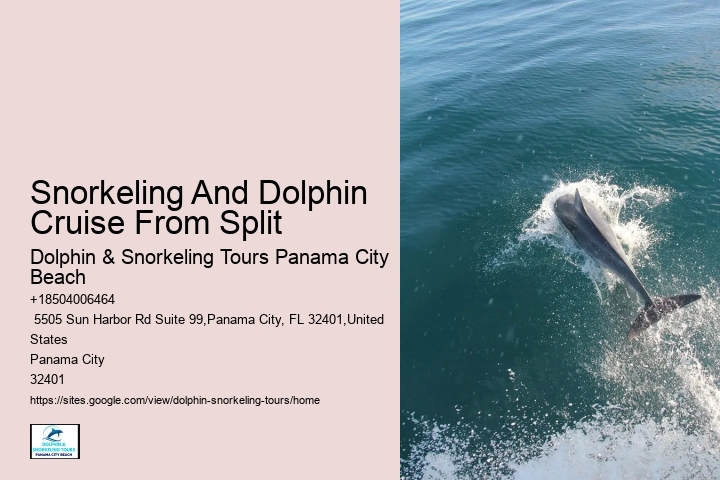 Split Private Guided Dolphin And Snorkeling Tours