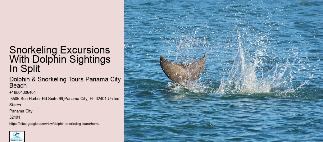 PCB Dolphin Watching Trips