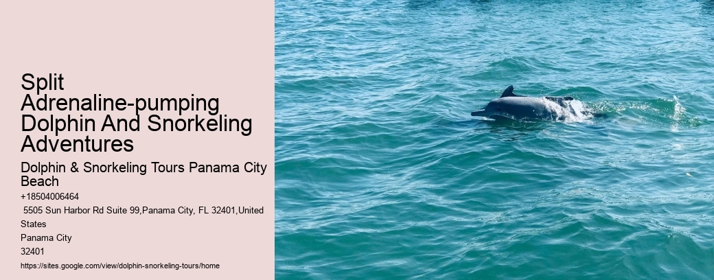 Split Adrenaline-pumping Dolphin And Snorkeling Adventures