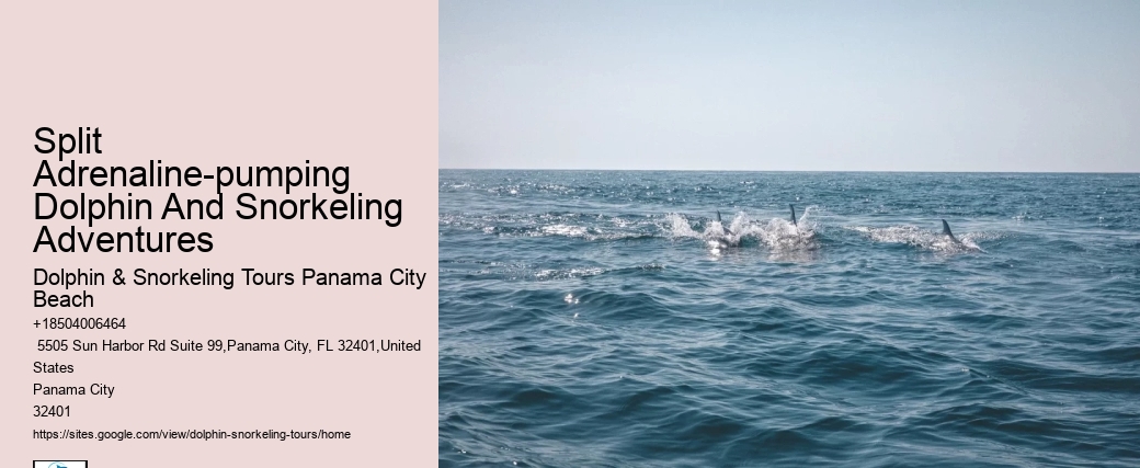 Split Immersive Snorkeling And Dolphin Experiences
