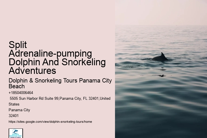 Split Expert-led Dolphin And Snorkeling Tours
