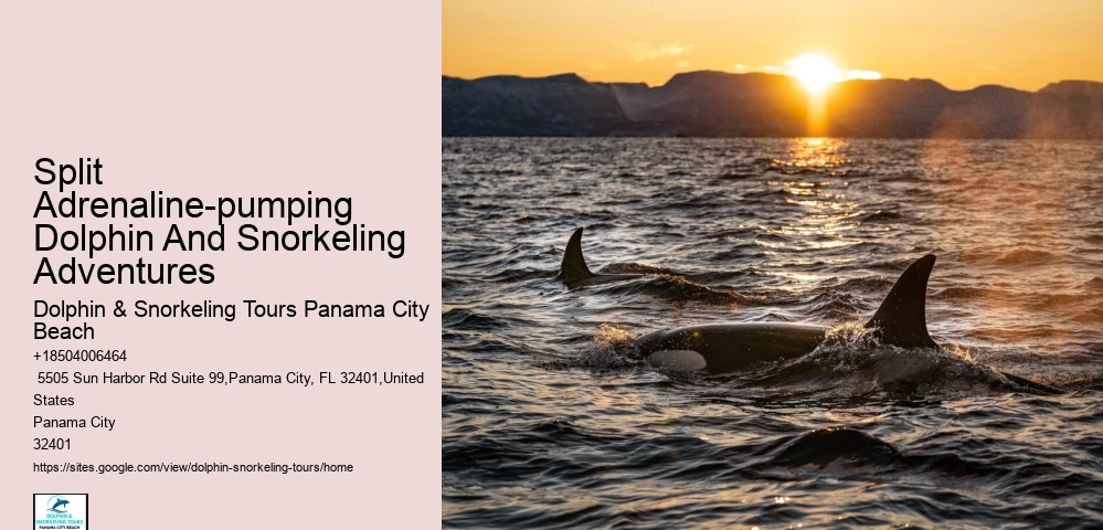 Snorkeling Safaris With Dolphin Watching In Split