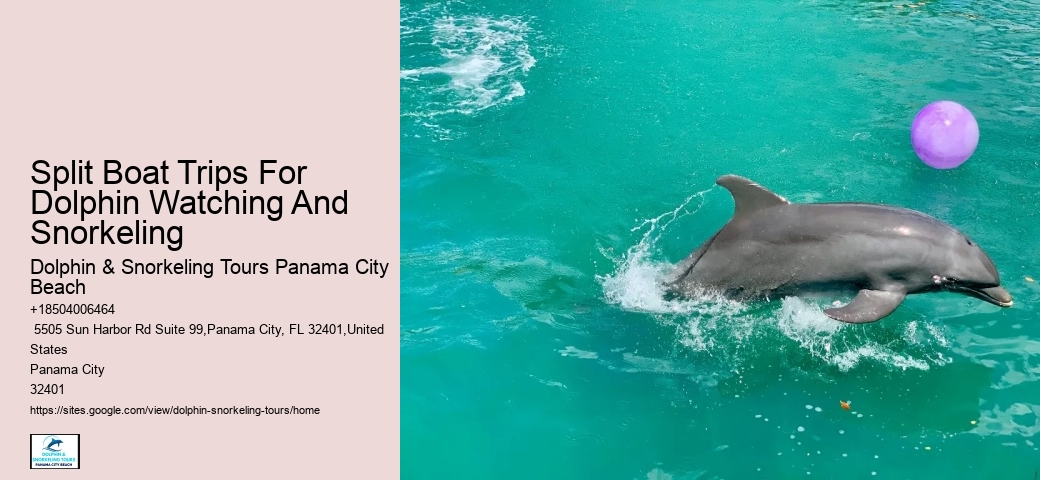 Split Sunset Dolphin Cruises With Snorkeling