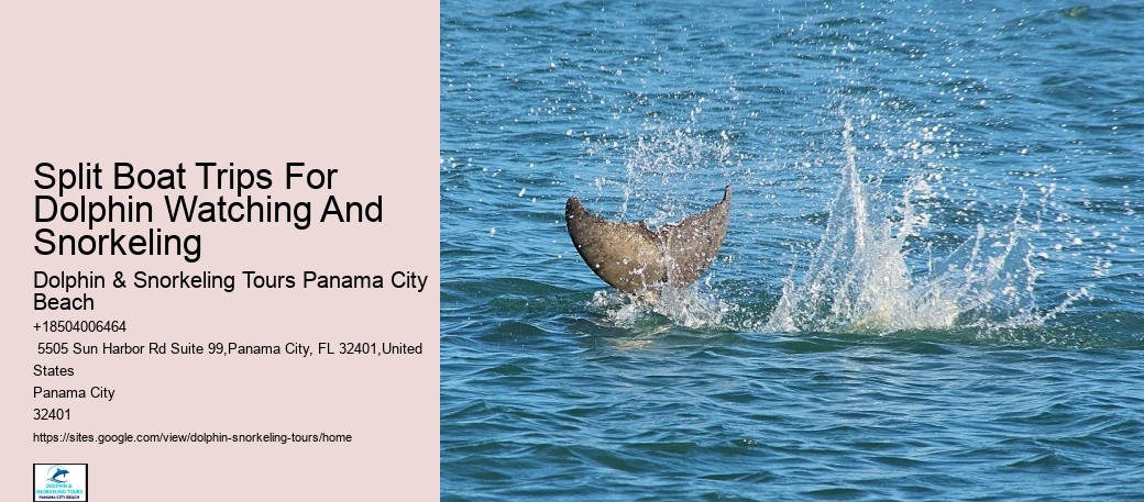 Exclusive Dolphin Expedition and Snorkeling