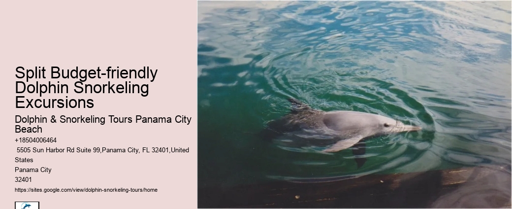 Why Is It Good To Swim With Dolphins When Pregnant