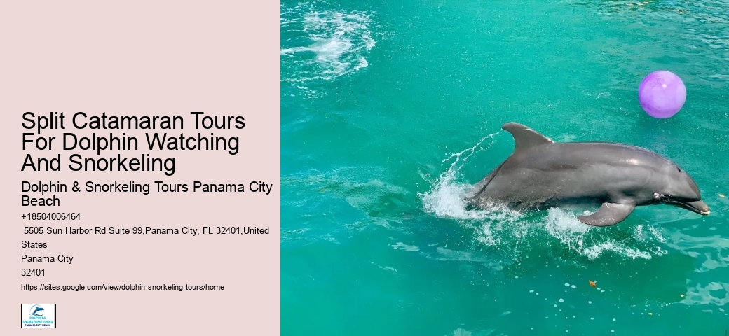 VIP Dolphin Encounter with Snorkeling