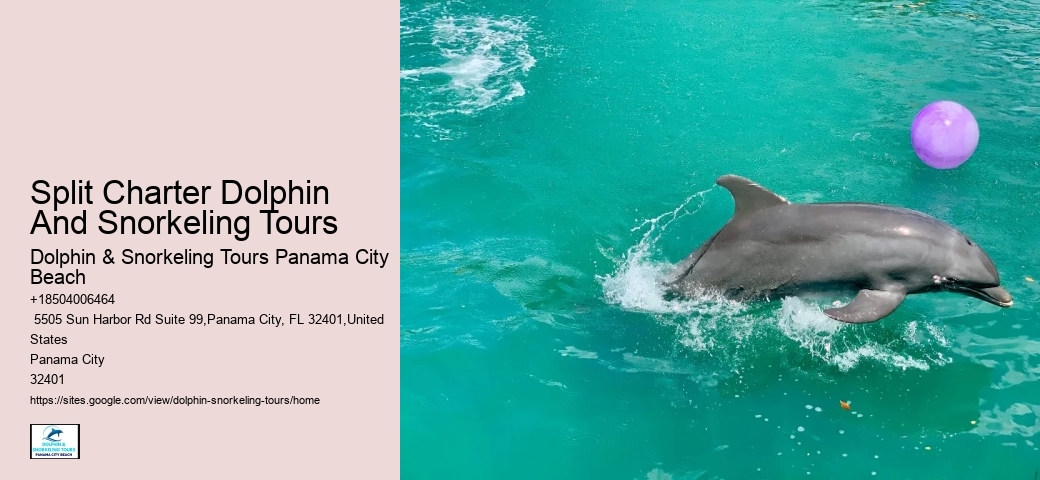 Snorkeling And Dolphin Charters In Split