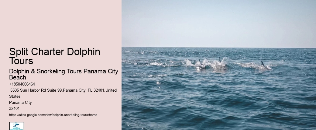 Dolphin 5 Sentences