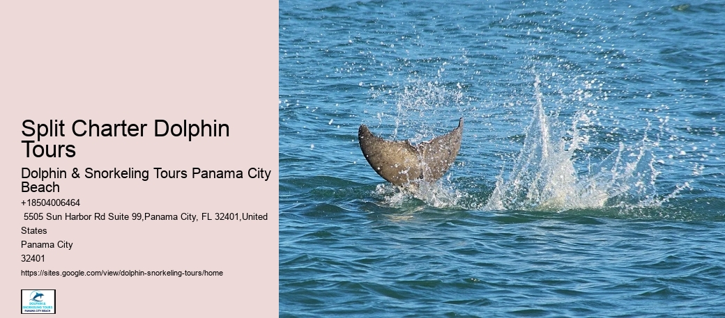 Passage Key Dolphin Tours