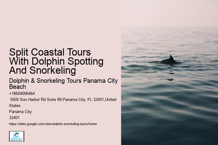 Dolphin Safari Excursions in PCB