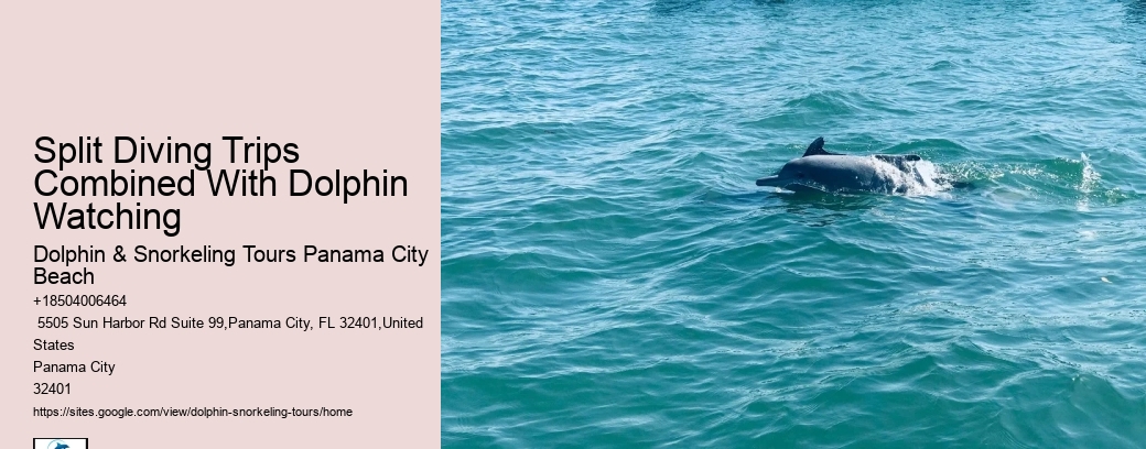 Split Diving Trips Combined With Dolphin Watching