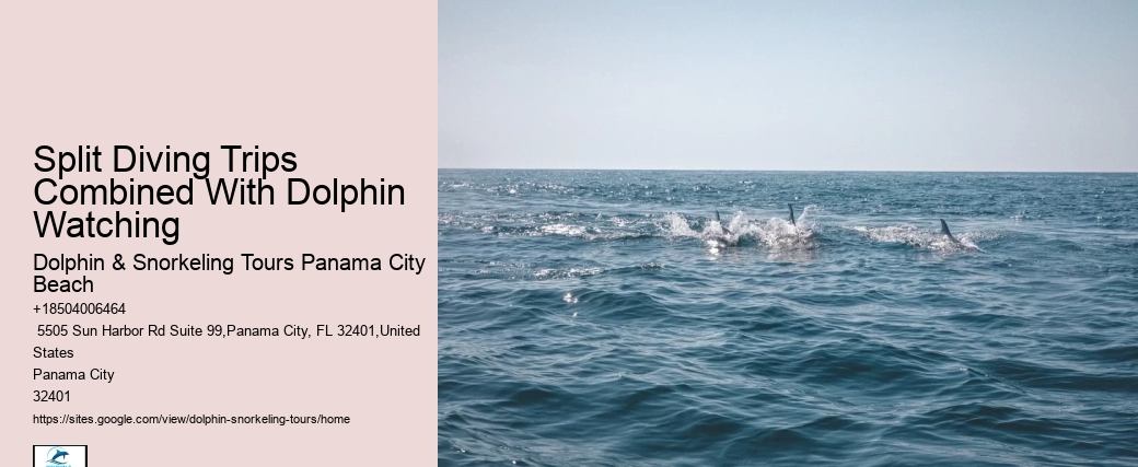 4 Dolphins