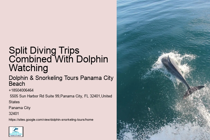 Premium Dolphin Spotting with Snorkeling