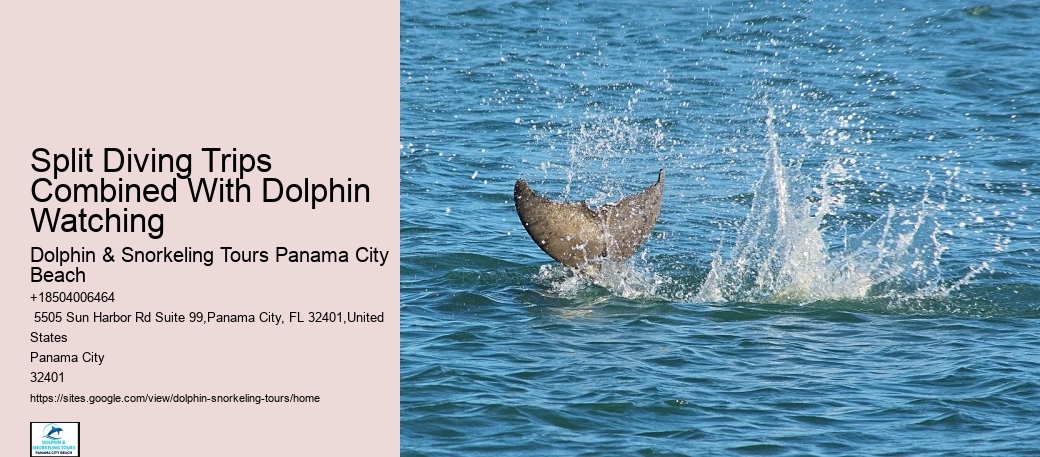 Will Dolphins Let You Touch Them