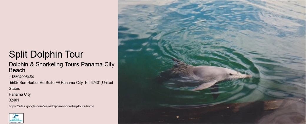 Dolphin And Snorkeling Combo Tours Departing From Split