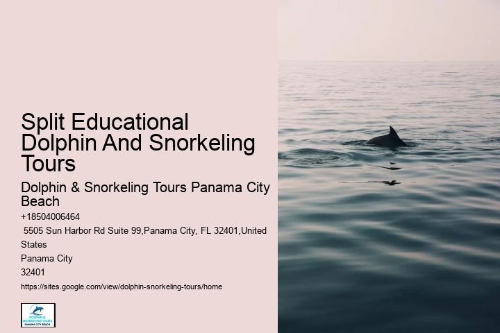 Charter Dolphin And Snorkeling Tours 2 Hours