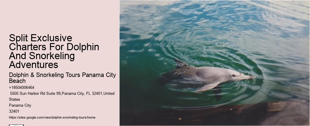 Dolphin And Snorkeling Tours In Split