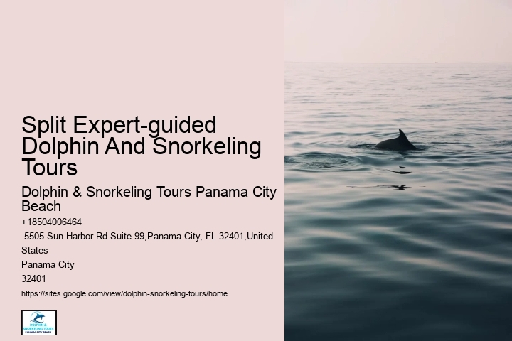 Secluded Dolphin Encounter and Snorkeling Experience