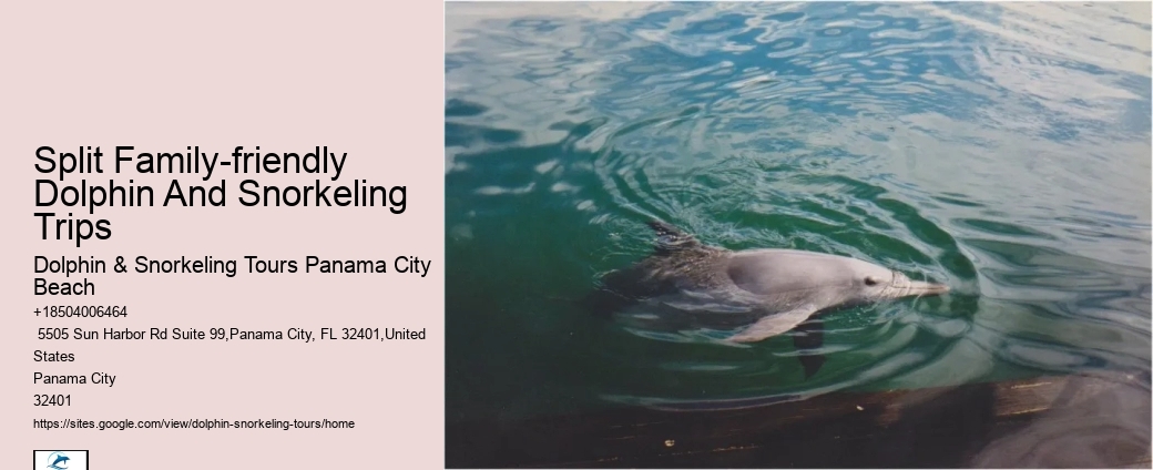 Bespoke Dolphin Spotting and Snorkeling