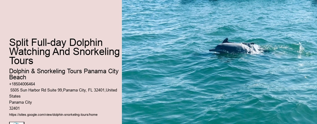 Split Full-day Dolphin Watching And Snorkeling Tours
