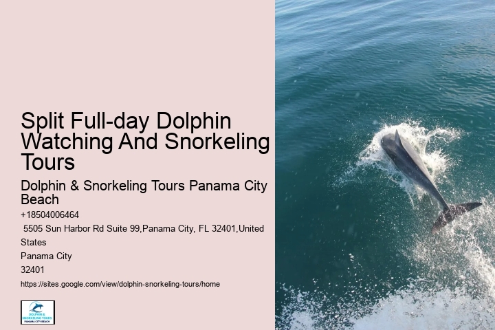 Dolphin Tours Panama City