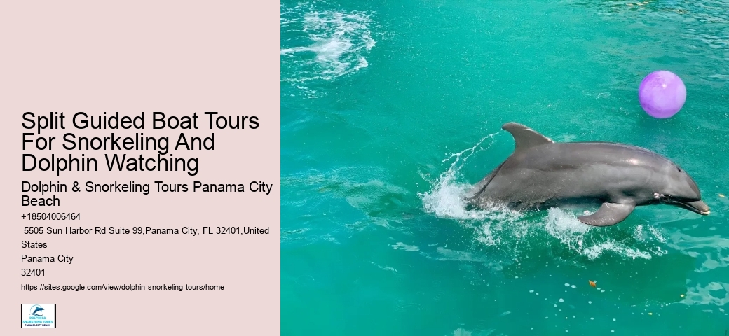 Private Dolphin Tours Hilton Head