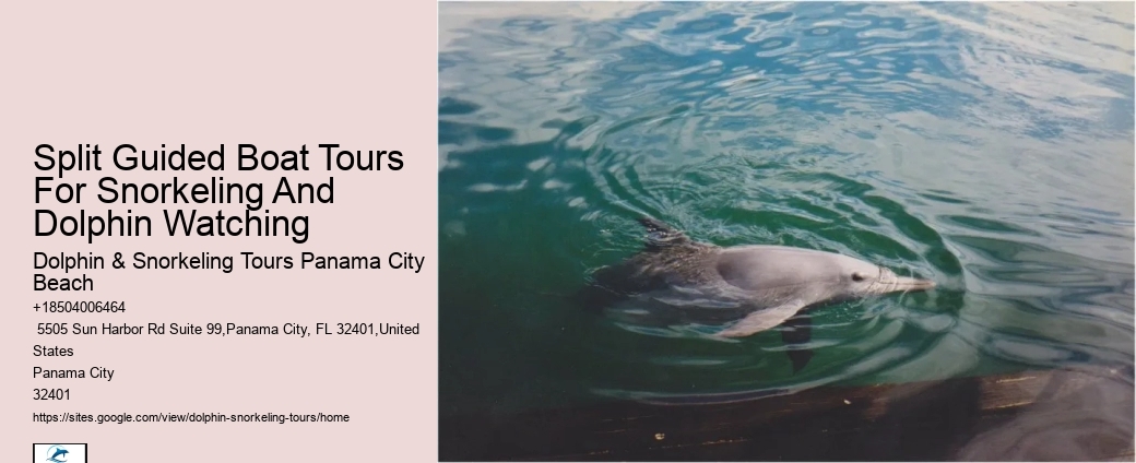 Guided Dolphin Spotting and Snorkeling Tours